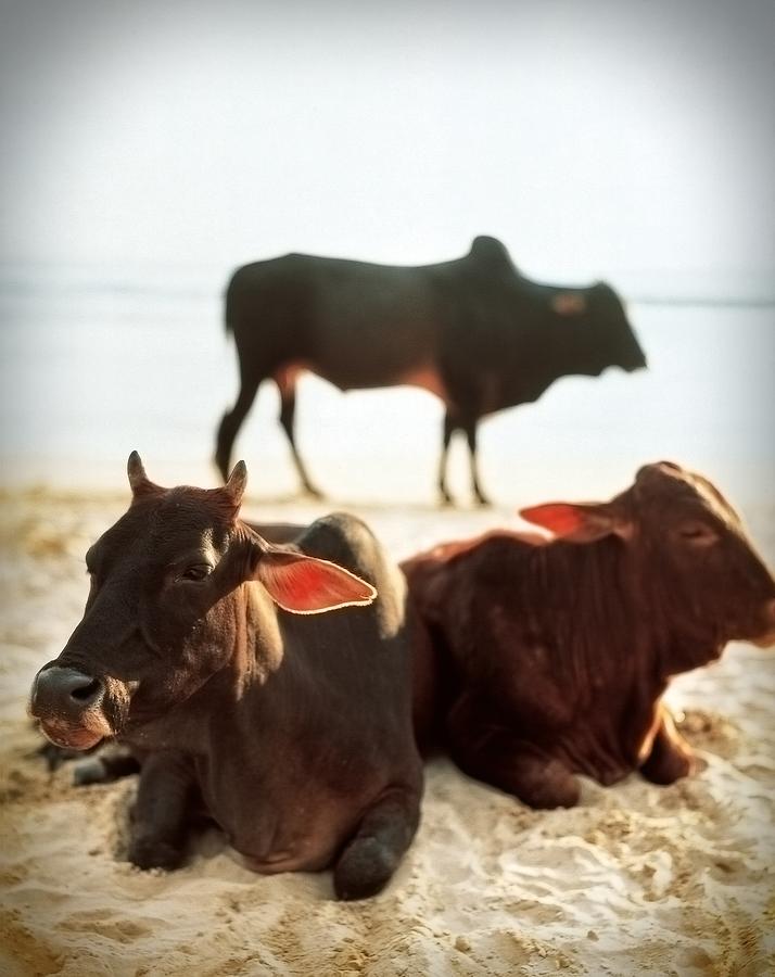 Sacred Cows on the Beach by Carol Whaley Addassi Sacred Cows on the Beach by Carol Whaley Addassi