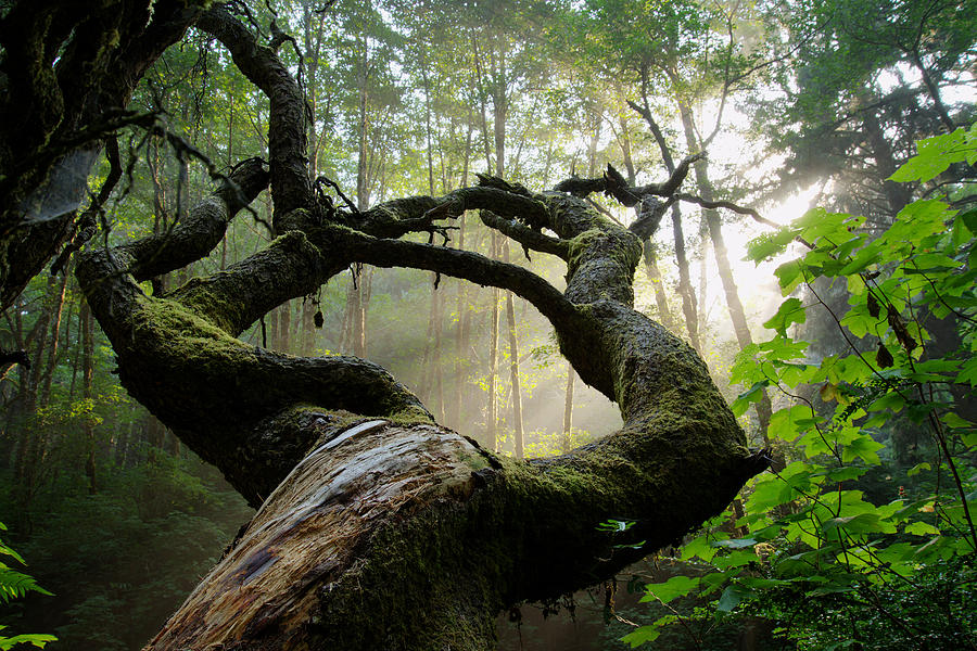 Sacred Forest Photograph by Dustin LeFevre