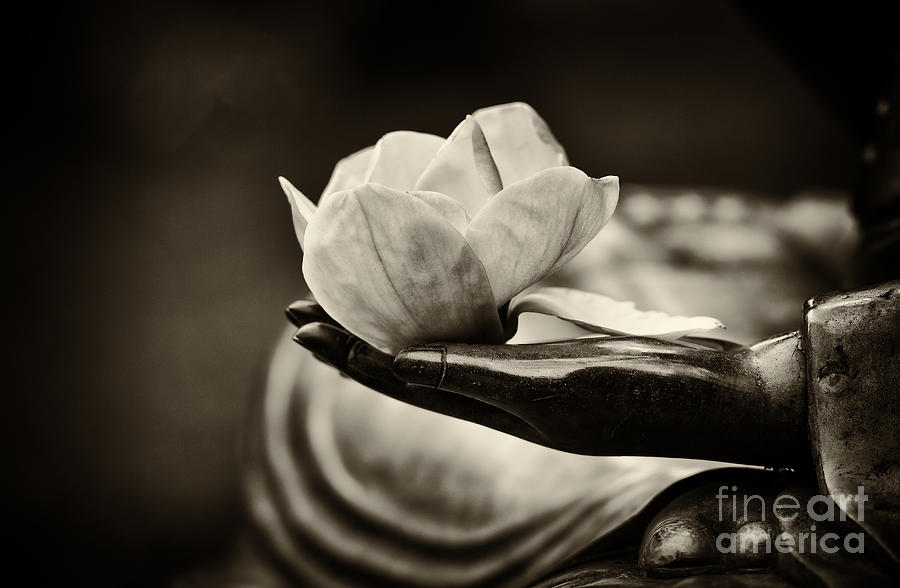 Magnolia Movie Photograph - Sacred Hand  by Tim Gainey