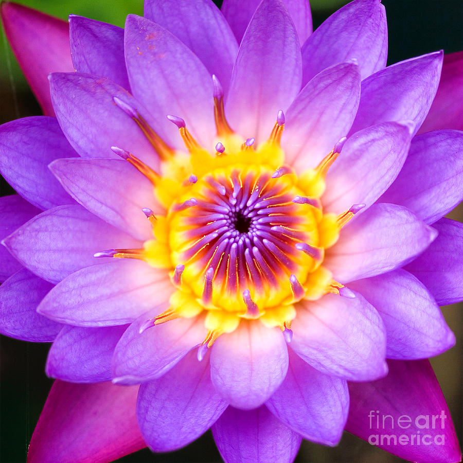 Sacred Indian Blue Lotus Photograph by Tim Gainey