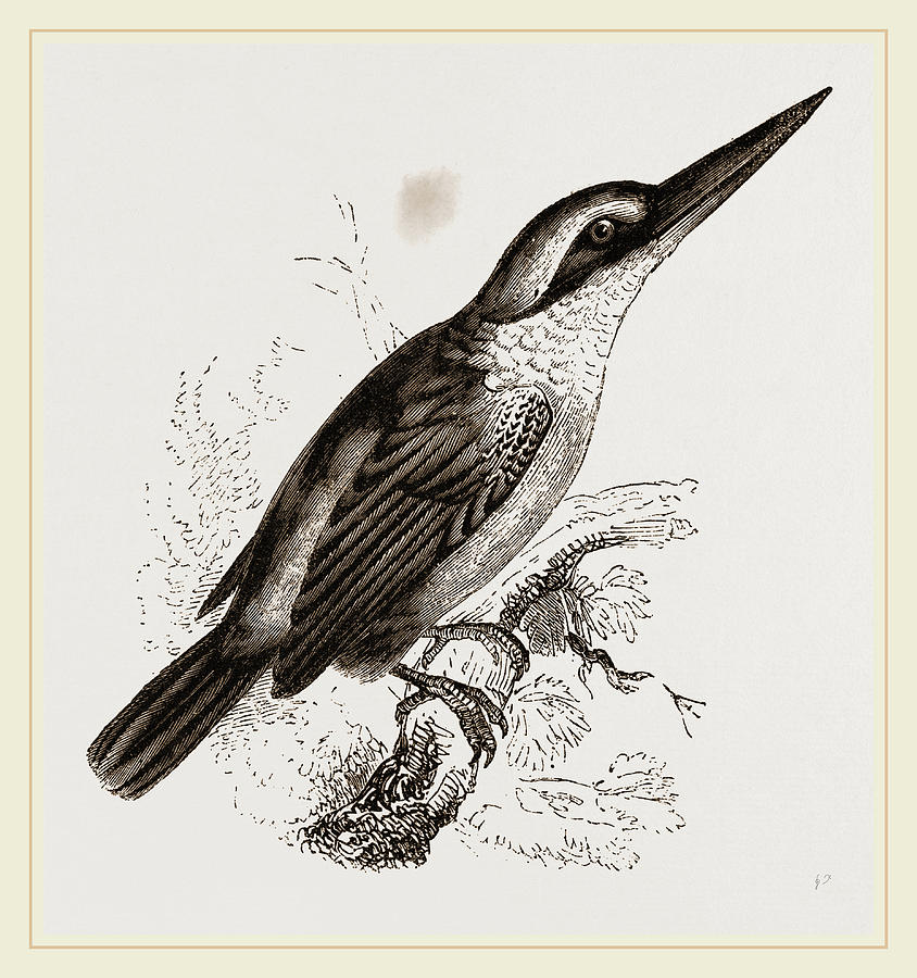 Sacred Kingfisher Drawing by Litz Collection - Fine Art America