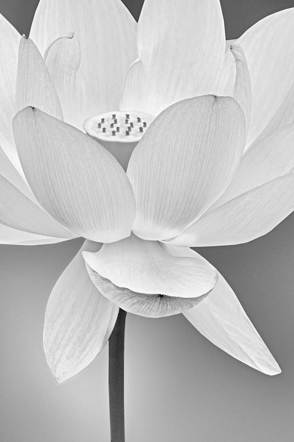 Flower Photograph - Sacred Lotus Blossom BW by Susan Candelario