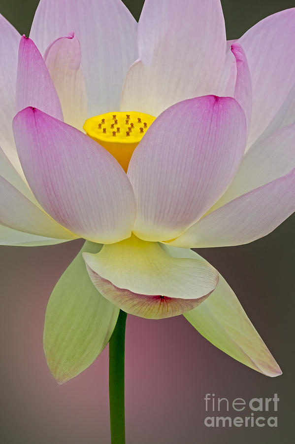 Sacred Lotus Blossom Photograph by Susan Candelario