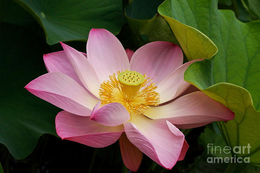 Indian Lotus Photograph - Sacred Lotus by Byron Varvarigos