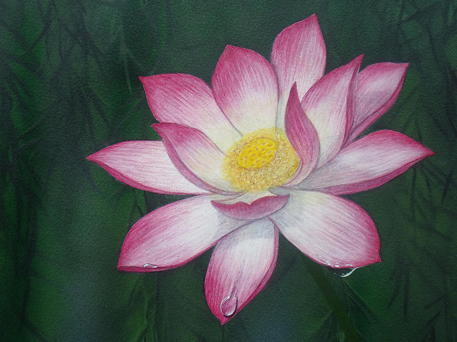 Sacred Lotus Lily Painting by David Clode