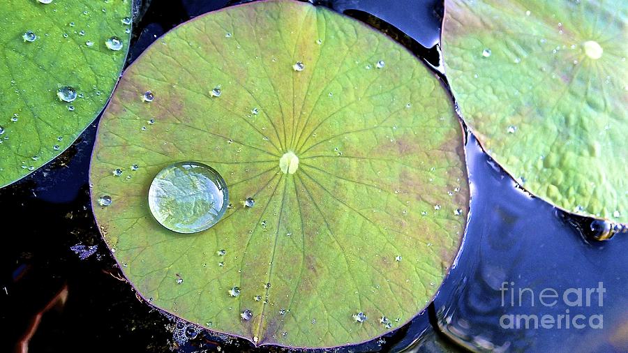 maui lily pad