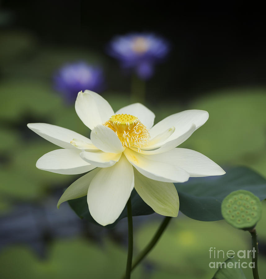 Flower Photograph - Sacred Lotus  by Tim Gainey