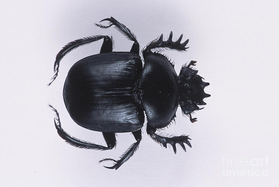 Sacred Scarab Beetle Photograph by Barbara Strnadova
