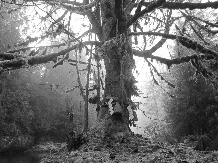 Sacred Tree No. 2 Photograph by Kazumi Whitemoon