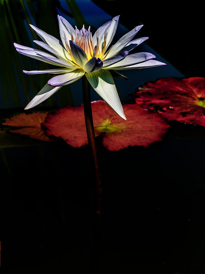 Sacred Water Lilies Photograph by Louis Dallara