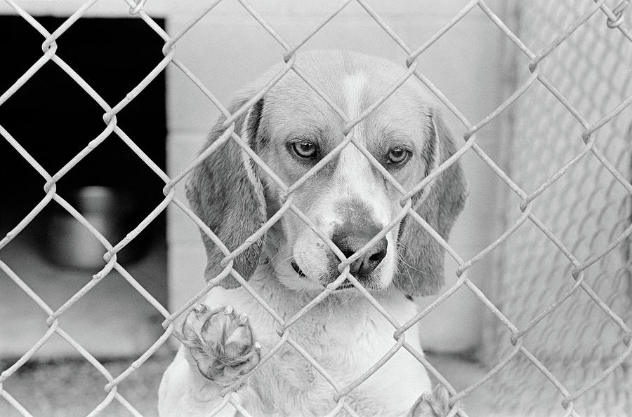 Black And White Photograph - Sad Beagle Dog Looking Through Chain by Vintage Images