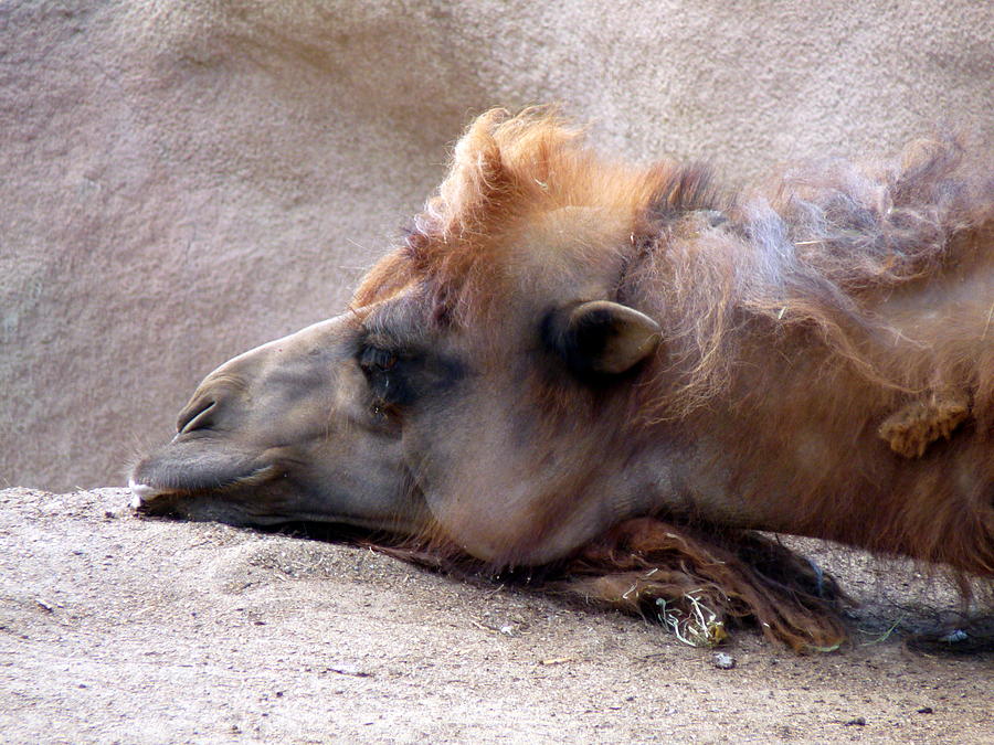 Sad Camel Photograph by Jeff Lowe