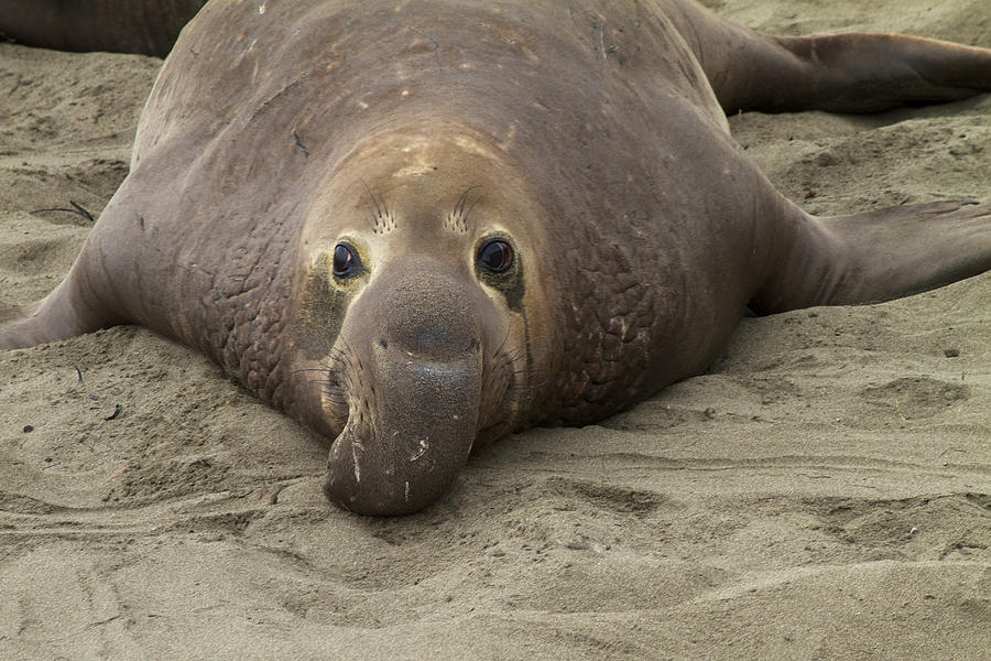 Sad Elephant Seal Photograph - Sad Elephant Seal Fine Art Print