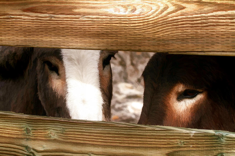 Donkey Photograph - Sad Eyes by Donna Kennedy