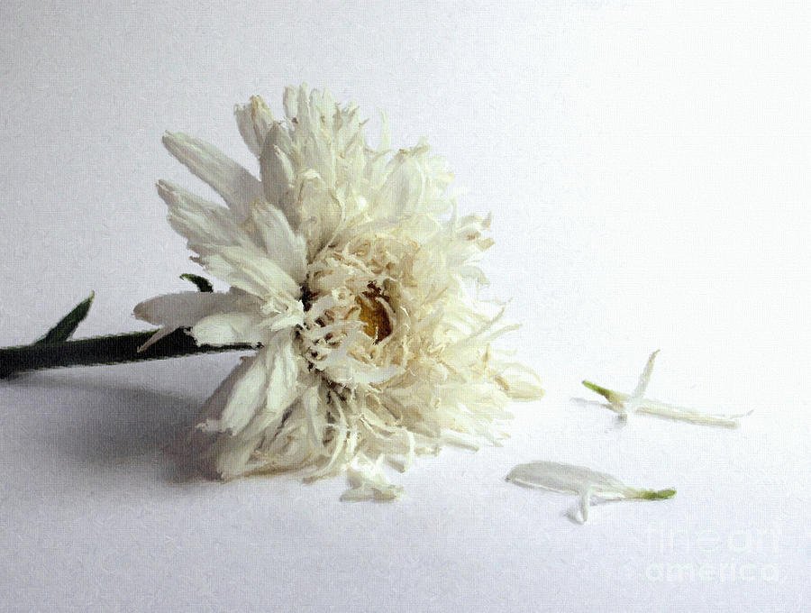 Sad Flower Photograph by Diane Diederich