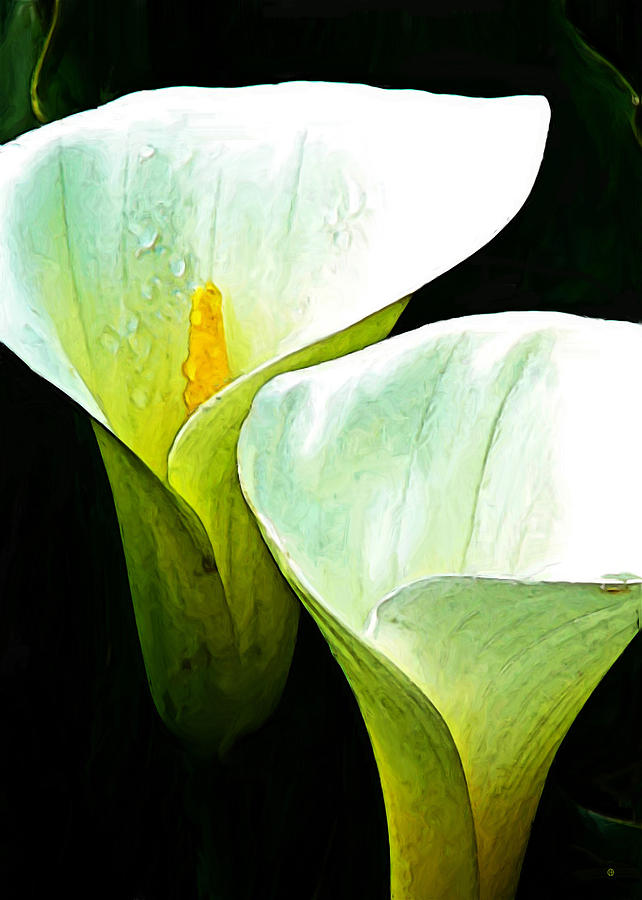 Sad Lillies Digital Art by Gary Olsen-Hasek