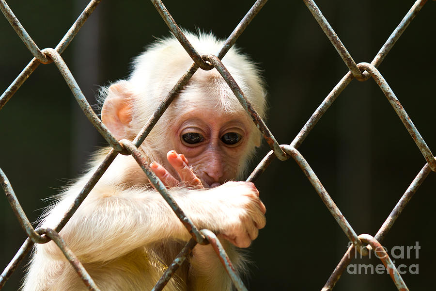 Sad little monkey  Photograph by Tosporn Preede