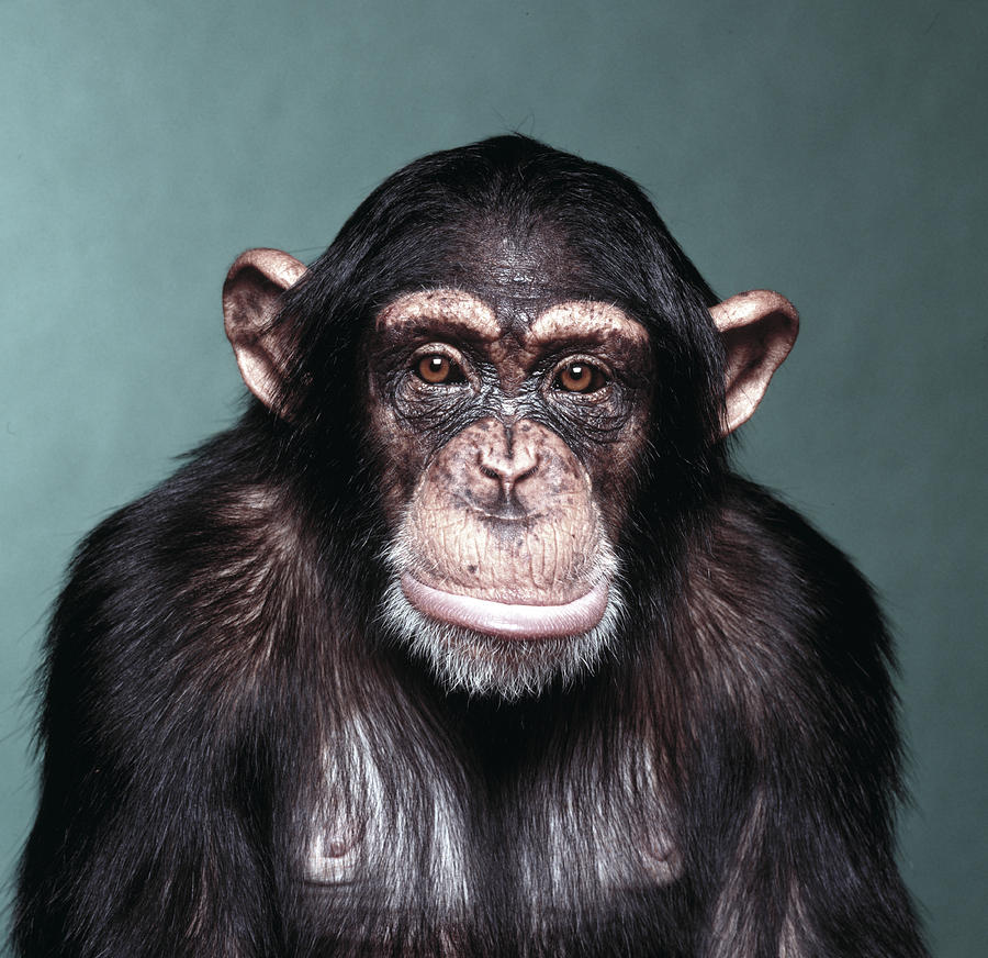 Sad Monkey Photograph by Howard Berman
