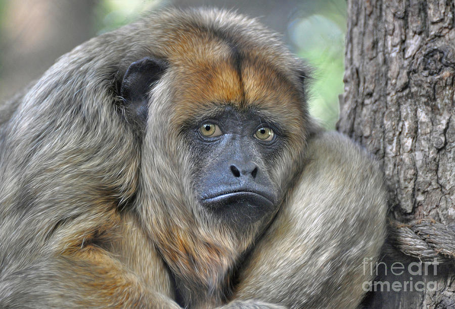 Sad Monkey Photograph by Savannah Gibbs
