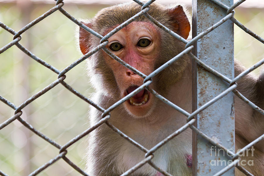 Sad Monkey Photograph by Tosporn Preede