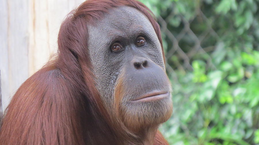  Sad  Orangutan  Photograph by Sally Anne Samson