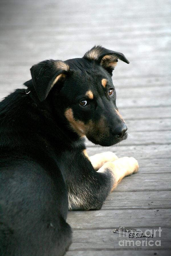 Dog Photograph - Sad Puppy Eyes by E B Schmidt
