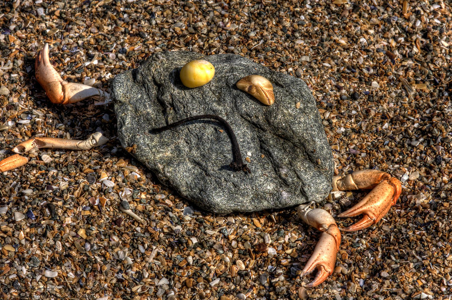 Sad Rock Crab Photograph by B Cash