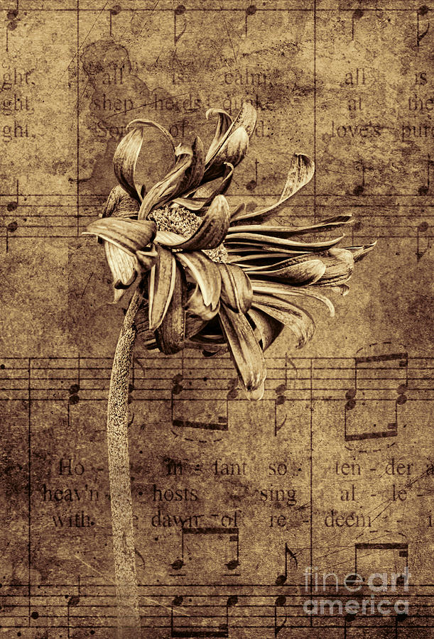 Sad Song in Sepia Photograph by Shirley Mangini