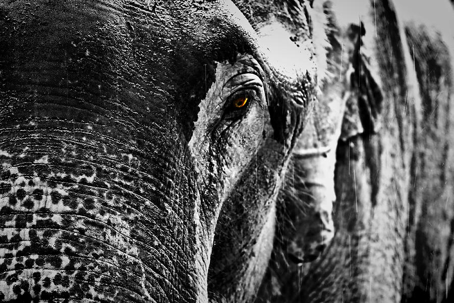 Elephant Photograph - Sad Story by Suradej Chuephanich