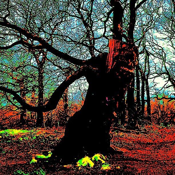 Tree Photograph - Sad Strolling Tree Troll by Urbane Alien