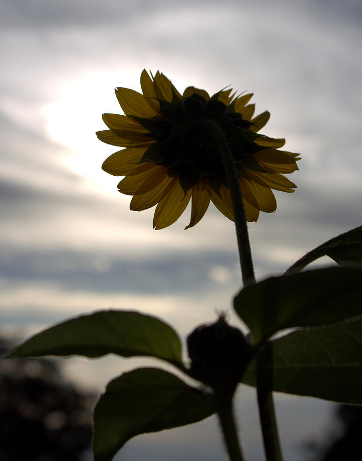 Sad Sunflower Photograph by Ann Smith