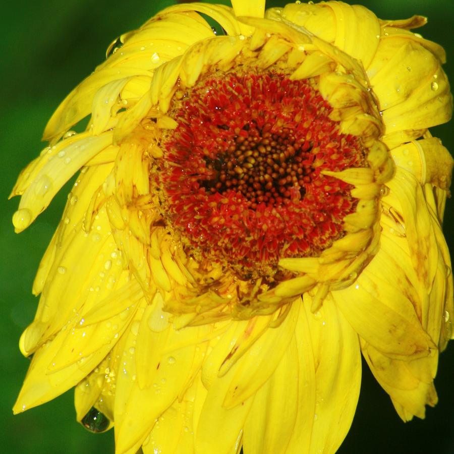 Sunflower Photograph - Sad Sunflower by Charlotte  DiSipio-Grillo