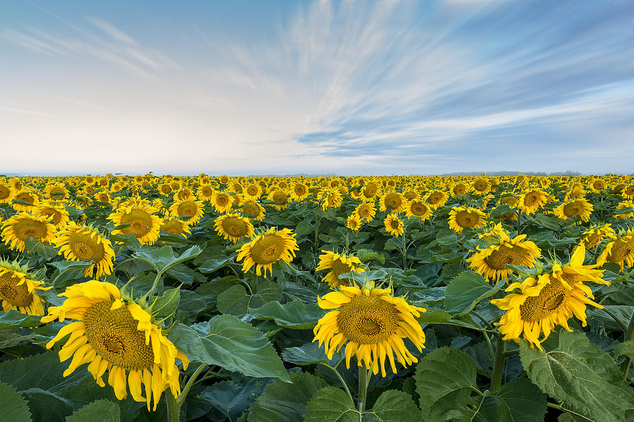 Sad Sunflowers Photograph by Nebojsa Novakovic