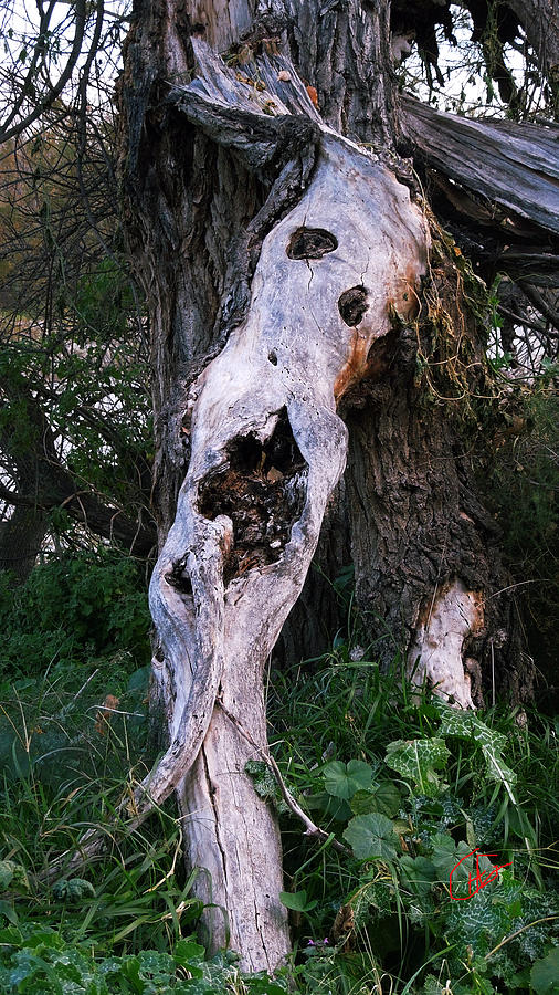 Nature Photograph - Sad Tree Destiny Almeria Spain  by Colette V Hera Guggenheim