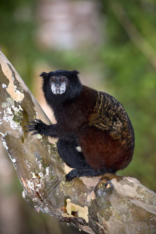Animal Photograph - Saddle-backed tamarin by Science Photo Library