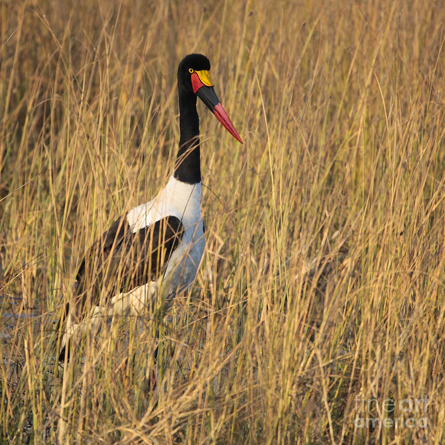 Saddle-billed Stork  Ephippiorhynchus senegalensis Photograph by Liz Leyden