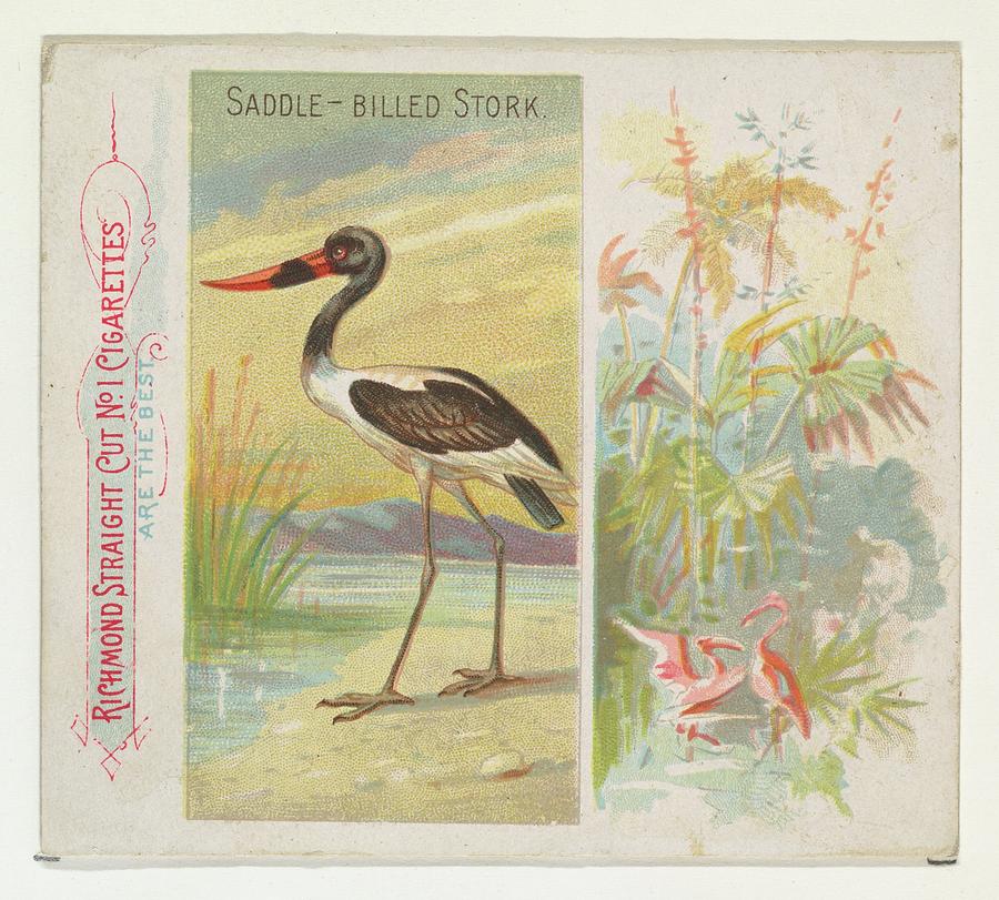 Harris Drawing - Saddle-billed Stork, From Birds by Issued by Allen & Ginter