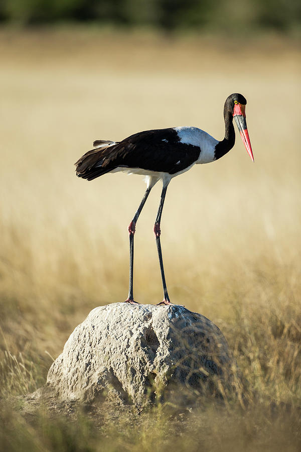 Saddle-billed Stork, Moremi Game Photograph by Paul Souders