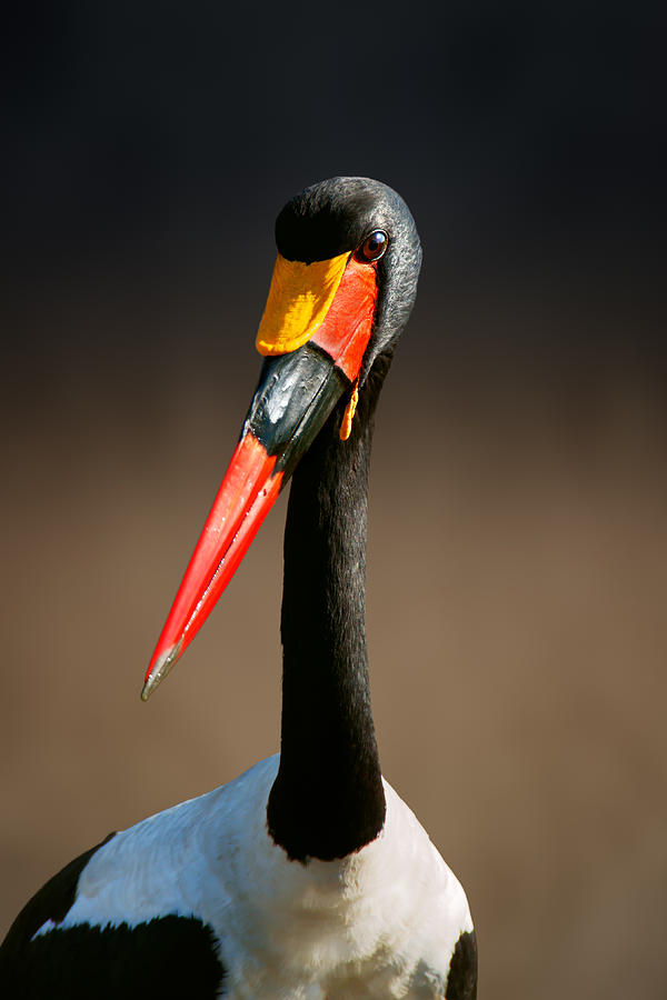Stork Photograph - Saddle-billed stork portrait by Johan Swanepoel