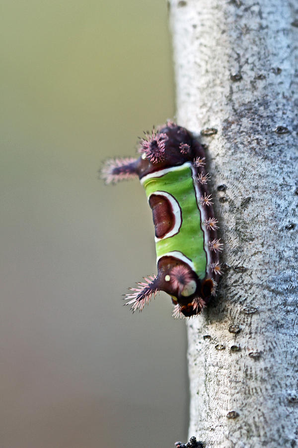 Saddleback Caterpillar - Acharia stimulea - BEWARE Photograph by Carol Senske