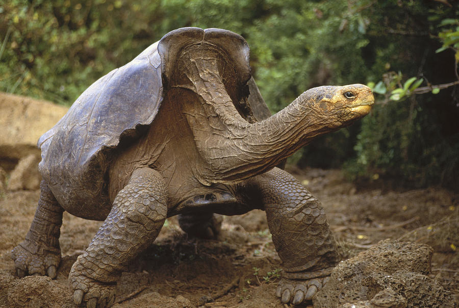 Saddleback Galapagos Tortoise Male Photograph by Tui De Roy