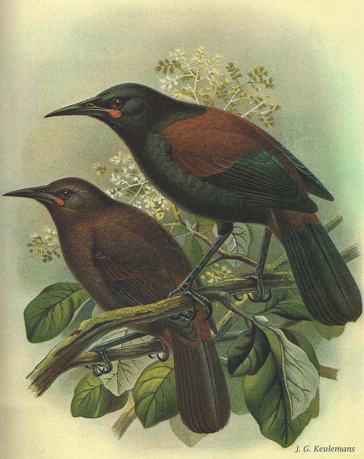John James Audubon Painting - Saddleback by Dreyer Wildlife Print Collections 