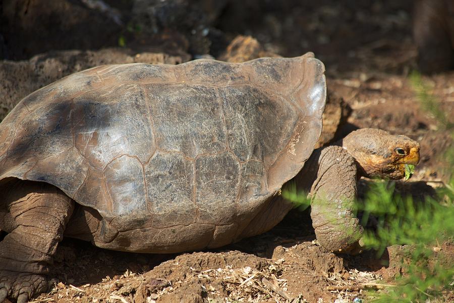 Saddleback Tortoise Photograph by Allan Morrison