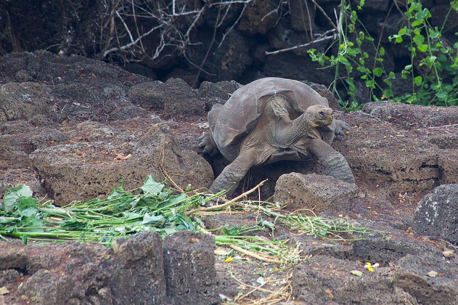 Saddleback Tortoise feeding Photograph by Allan Morrison