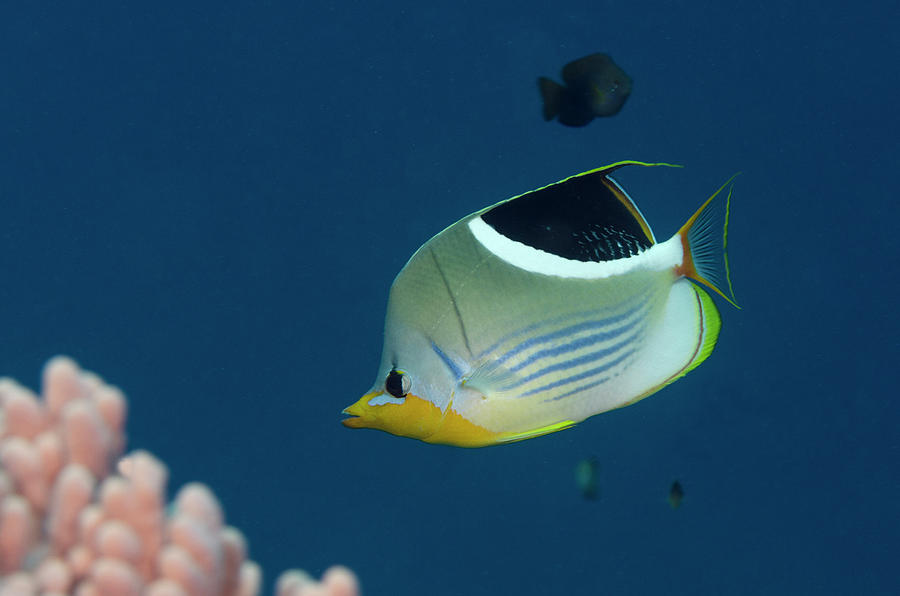 Fish Photograph - Saddled Butterflyfish (chaetodon by Pete Oxford