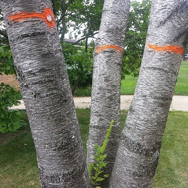 Sadly, Our Birch Tree Has Been Marked Photograph by Heather Hogan