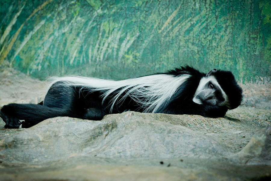 Wildlife Photograph - Sadness by Pati Photography
