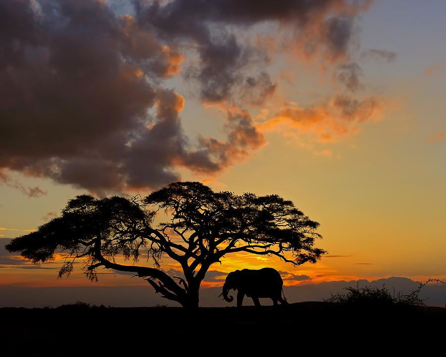 Sunset Photograph - Safari Sunset by Tony Beck