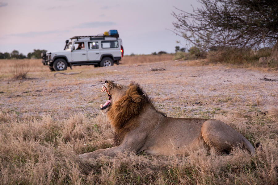 Safari Truck And Lion, Botswana Photograph by Paul Souders