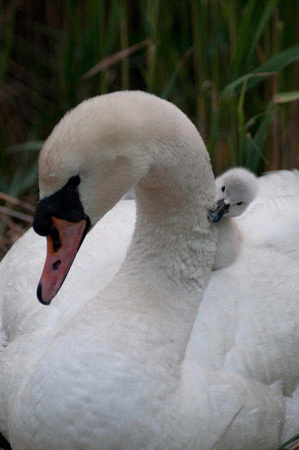 Swan Photograph - Safe and Sound by Terry Cosgrave